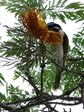 Image of Blue-faced Honeyeater