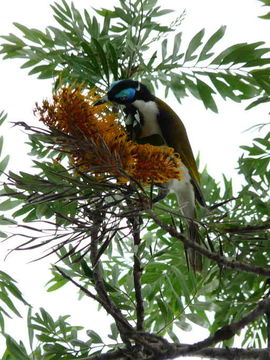 Image of Blue-faced Honeyeater