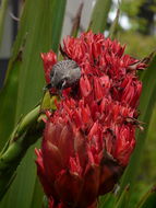 Image of Red Wattlebird