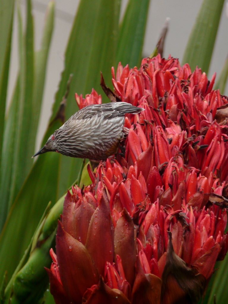 Image of Red Wattlebird