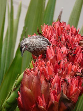 Image of Red Wattlebird