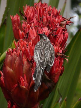 Image of Red Wattlebird