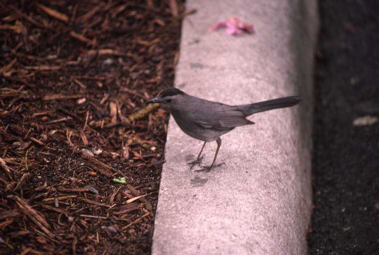 Image of Gray Catbird