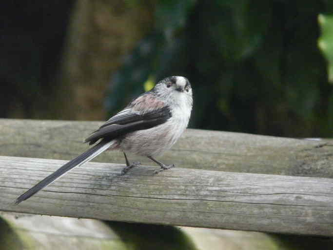 Image of Long-tailed Bushtit