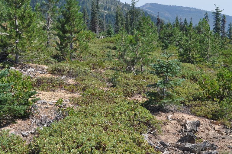 Image of Klamath manzanita