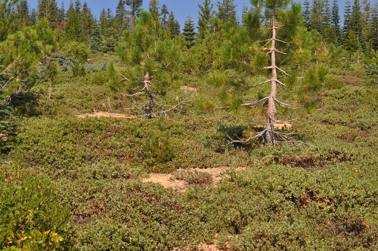 Image of Klamath manzanita