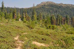 Image of Klamath manzanita