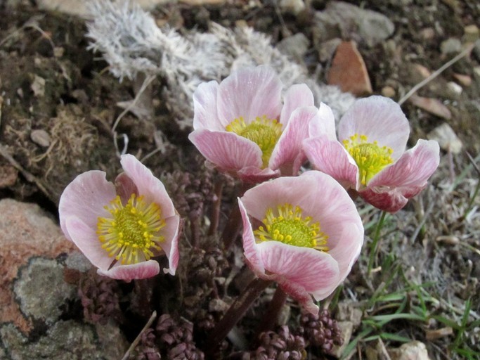 Image of <i>Ranunculus andersonii</i>