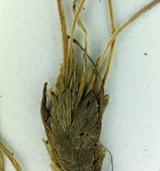 Image of pygmy mountainparsley