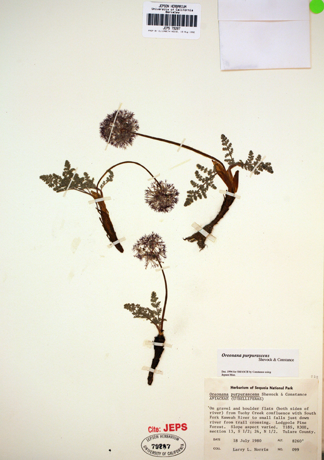 Imagem de Oreonana purpurascens J. R. Shevock & L. Constance