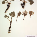 Image of woolly mountainparsley