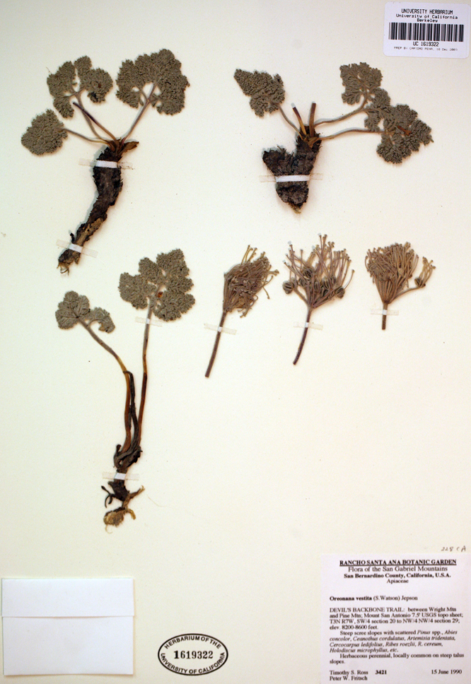 Image of woolly mountainparsley