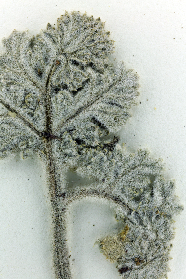 Image of woolly mountainparsley