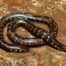 Image of Phipson's Earth Snake