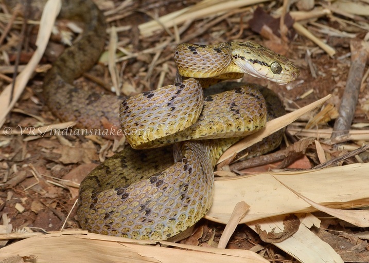 Sivun Boiga ceylonensis (Günther 1858) kuva