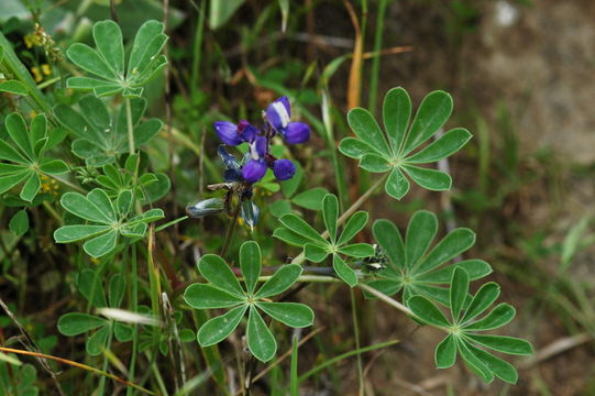 Image of hollowleaf annual lupine