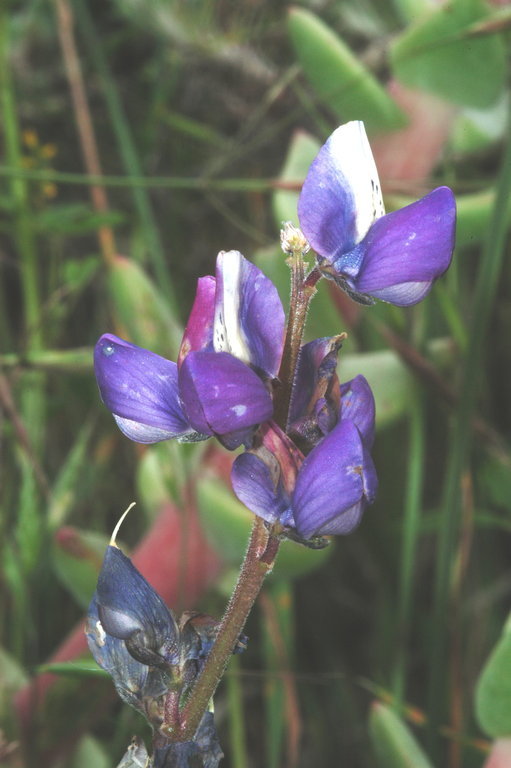 Image of hollowleaf annual lupine