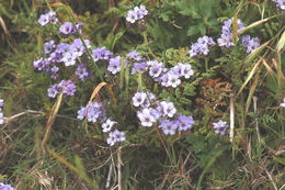 Image of distant phacelia