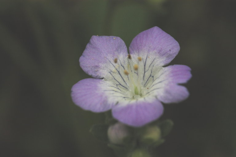 Phacelia distans Benth.的圖片