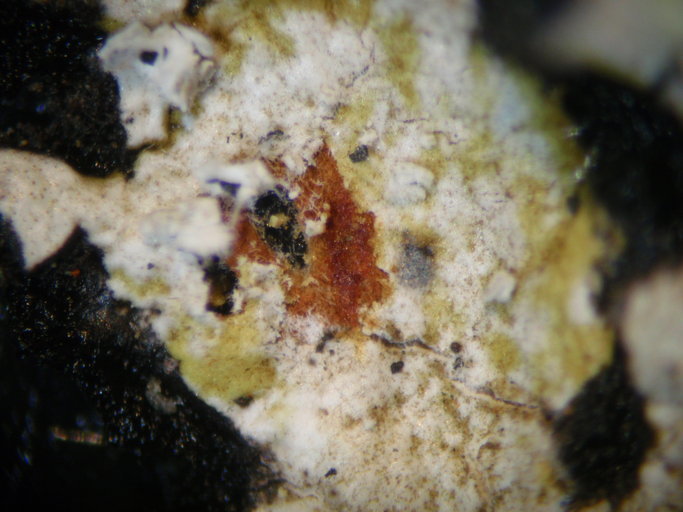 Image of Hypotrachyna riparia McCune