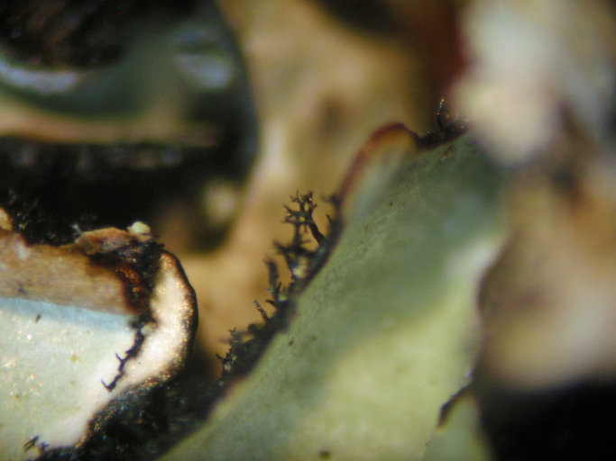 Image of Hypotrachyna riparia McCune