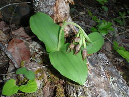 Image of Clustered lady's slipper