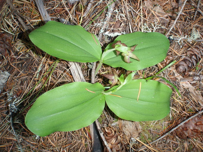 Image of Clustered lady's slipper