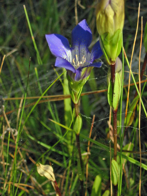 Image of Mendocino gentian