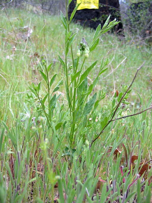 Image of Parish's nightshade