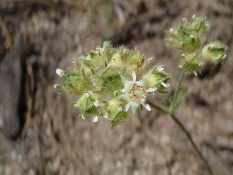 Sivun Horkelia tridentata Torr. kuva