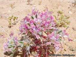 Image of desert calico