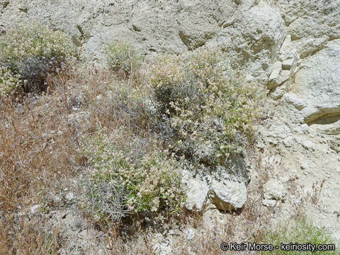 Imagem de Scutellaria mexicana (Torr.) A. J. Paton