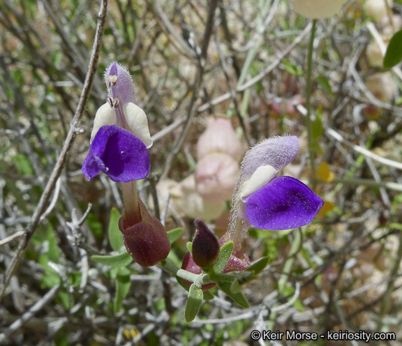 Imagem de Scutellaria mexicana (Torr.) A. J. Paton