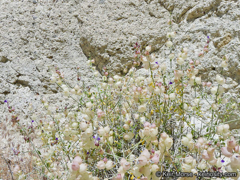 Imagem de Scutellaria mexicana (Torr.) A. J. Paton