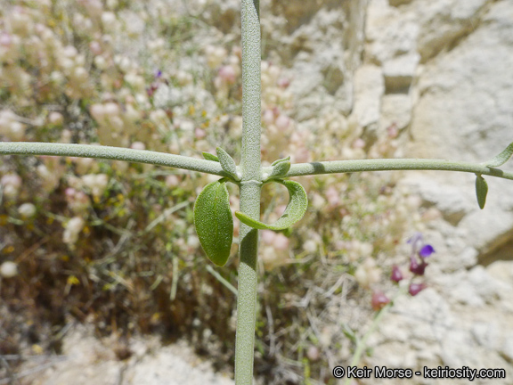 Imagem de Scutellaria mexicana (Torr.) A. J. Paton