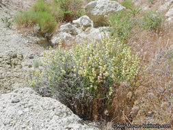 Imagem de Scutellaria mexicana (Torr.) A. J. Paton