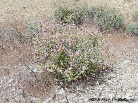 Imagem de Scutellaria mexicana (Torr.) A. J. Paton