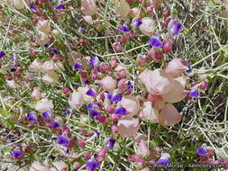 Imagem de Scutellaria mexicana (Torr.) A. J. Paton