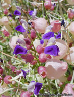 Imagem de Scutellaria mexicana (Torr.) A. J. Paton