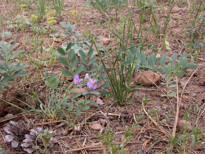 Image of Nevada pea