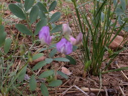 Image of Nevada pea