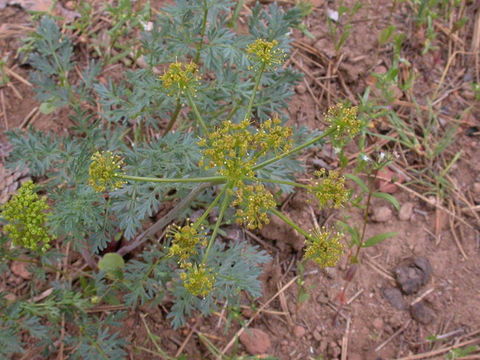 Image of fernleaf biscuitroot