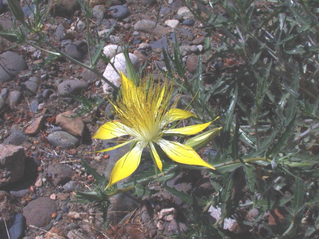 Image of giant blazing star