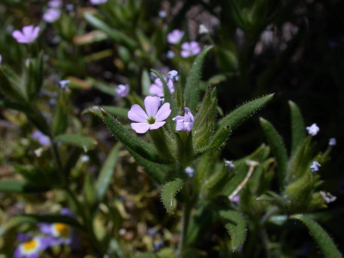 Image of <i>Microsteris <i>gracilis</i></i> var. gracilis