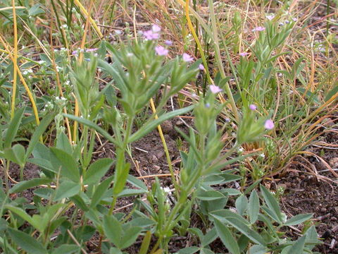 Image of <i>Microsteris <i>gracilis</i></i> var. gracilis