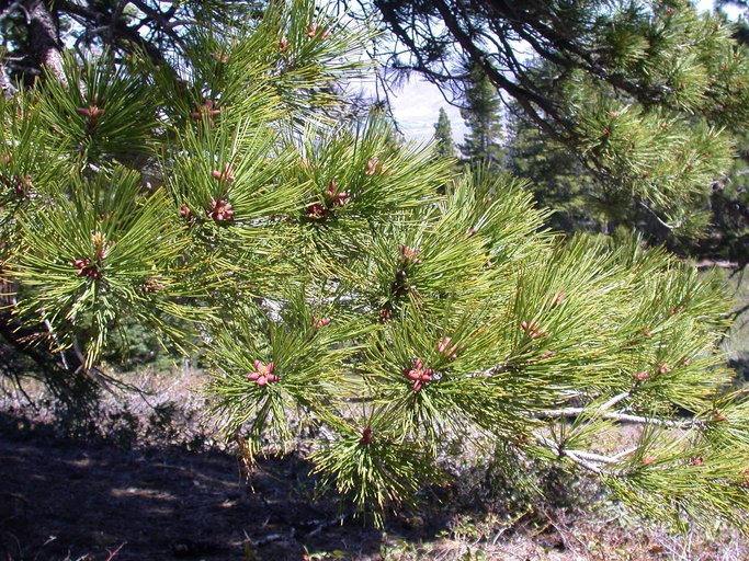 Image of Jeffrey Pine