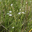 Stellaria longipes Goldie resmi