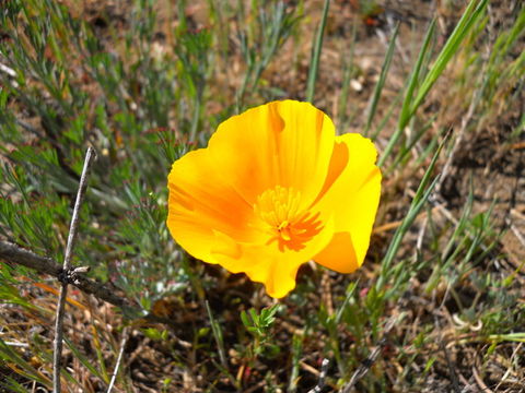 Image of California poppy