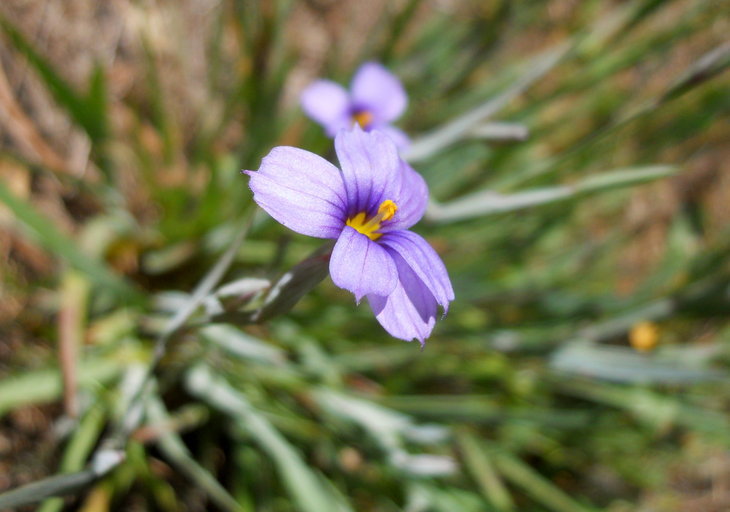 Sisyrinchium bellum S. Watson resmi