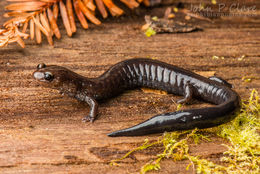 Слика од Plethodon elongatus Van Denburgh 1916